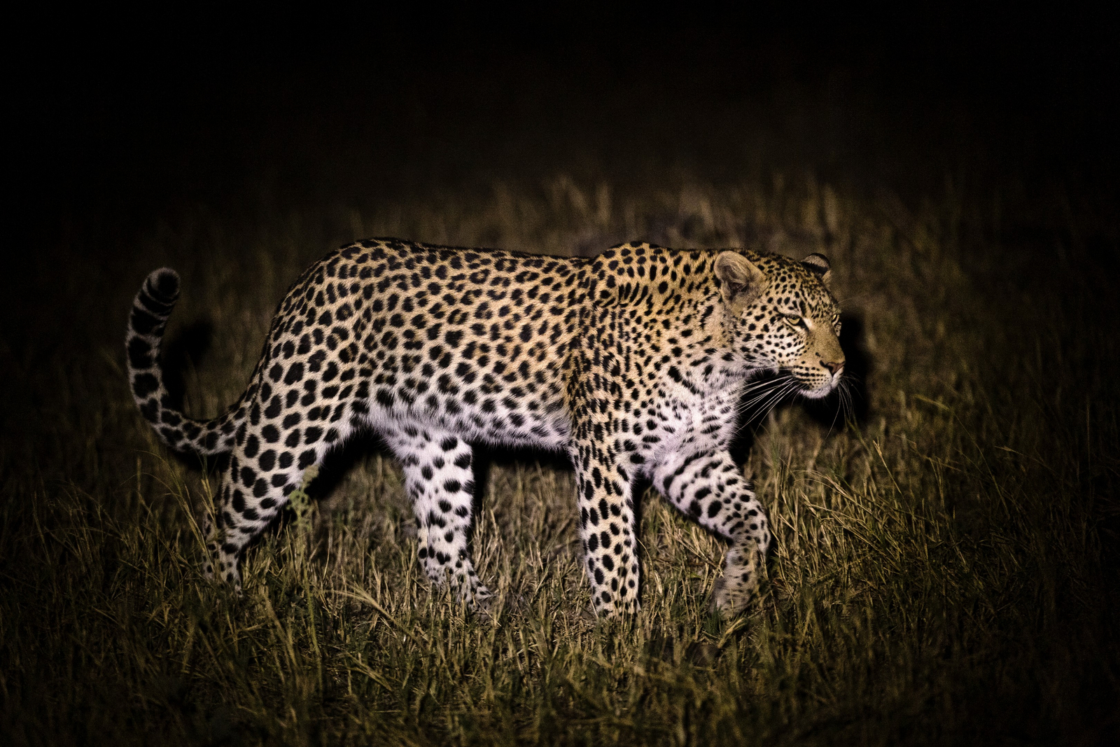 Camp Khwai Camp Khwai: Leopard auf Streifzug