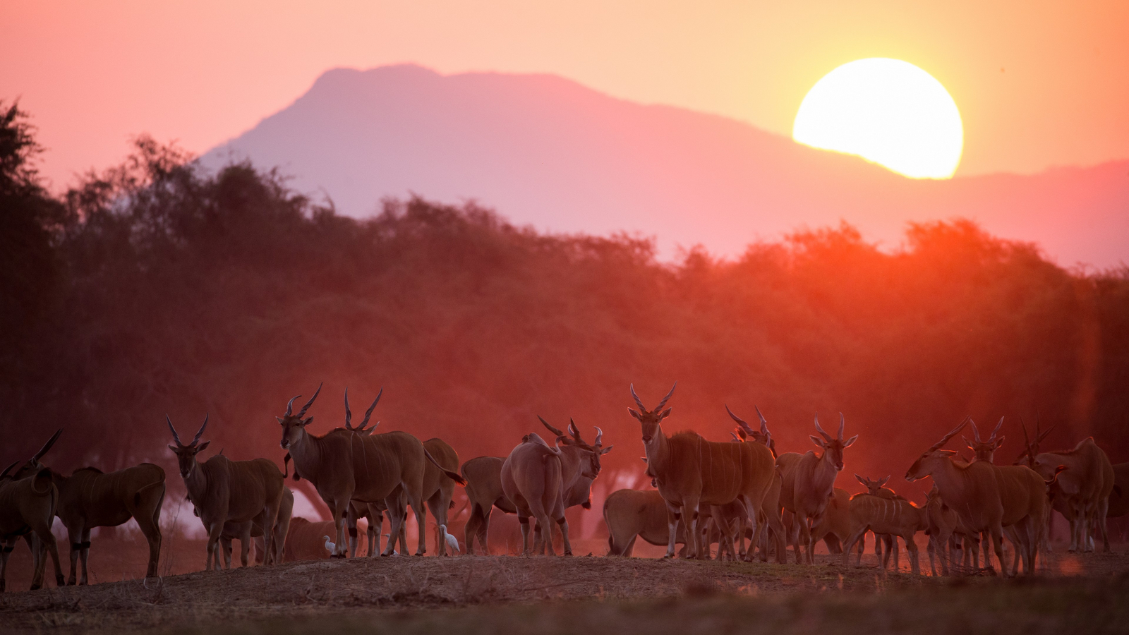 Chikwenya Camp Chikwenya Camp: Sunset Antilope