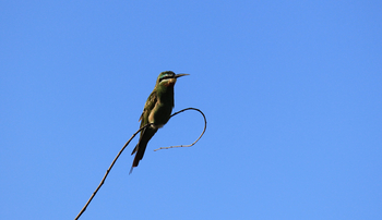 Chilo Ivory Trail Adventure: Blue-Cheeked Bee-Eater