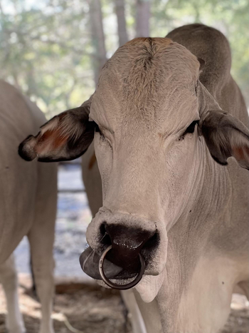 Chundukwa River Lodge: Zebu-Rind