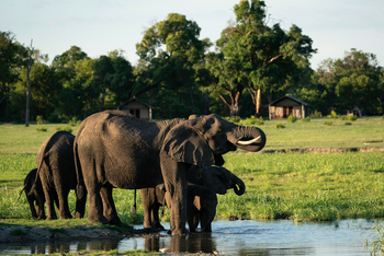 Davison's Camp: Elefanten seitlich