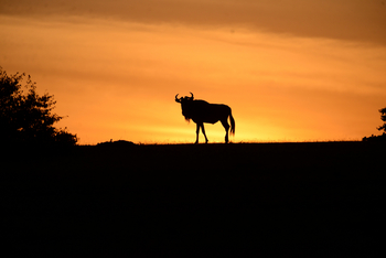 Entim Masai Mara: Gnu