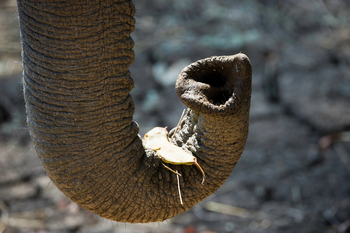 Flatdogs Camp: Elefantenrüssel