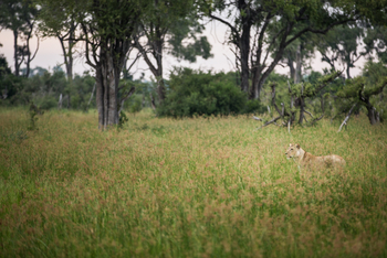 Gomoti Plains Camp: Tiere und Landschaft