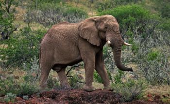 Grootberg Lodge Grootberg Lodge: Elefanten