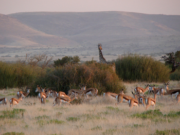 Grootberg Lodge Grootberg Lodge: Giraffen und Springböcke