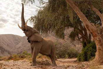 Hoanib Elephant Camp: Elefant