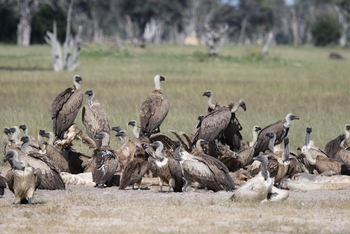 Imvelo Safaris Imvelo Safaris: Weißrückengeierherde