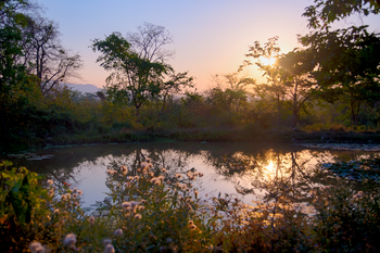 Jim's Jungle Retreat: Außenanlagen