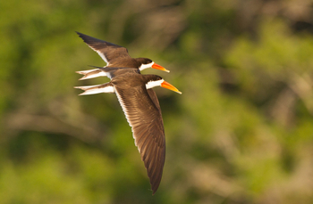 KaingU Safari Lodge: Afrikanische Scherenschnäbel