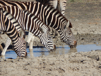 Kwandwe Private Game Reserve: Zebras