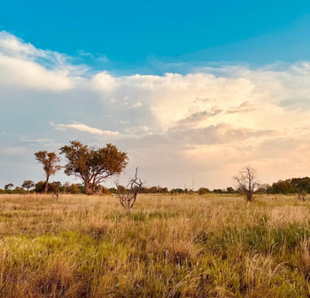 Kwapa Camp: Graslandschaft