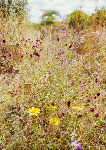 Laba Jongomero: Bunte Blumenwiese