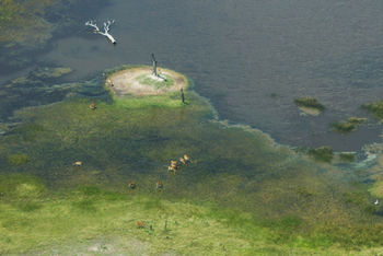 Lagoon Camp Lagoon Camp: Luftbild - Moorantilopen