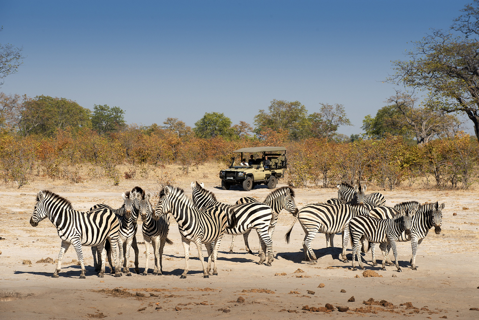 Linyanti Expeditions Linyanti Expeditions: Zebras