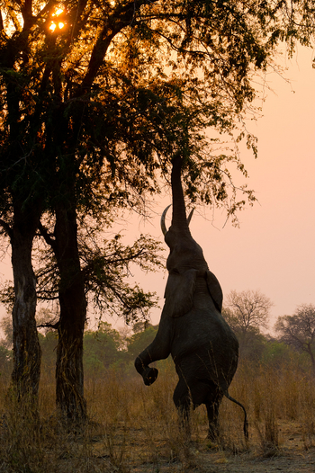 Lion Camp Lion Camp: Elefantenakrobatik