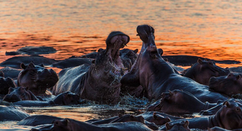 Luambe Camp: Hippo Fight