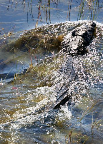 Macatoo Camp: Nilkrokodil