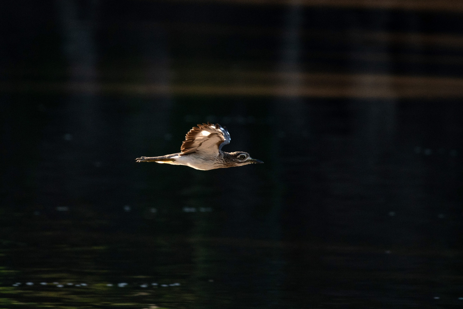 Mana River Camp Mana River Camp: Triel im Flug