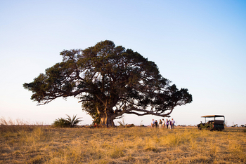 Mukambi Busanga Plains Camp: Feigenbaum