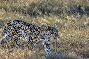 Mushara Game Drive: Leopard