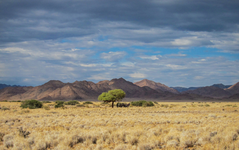Namib Outpost: Antilopen unter einem Baum