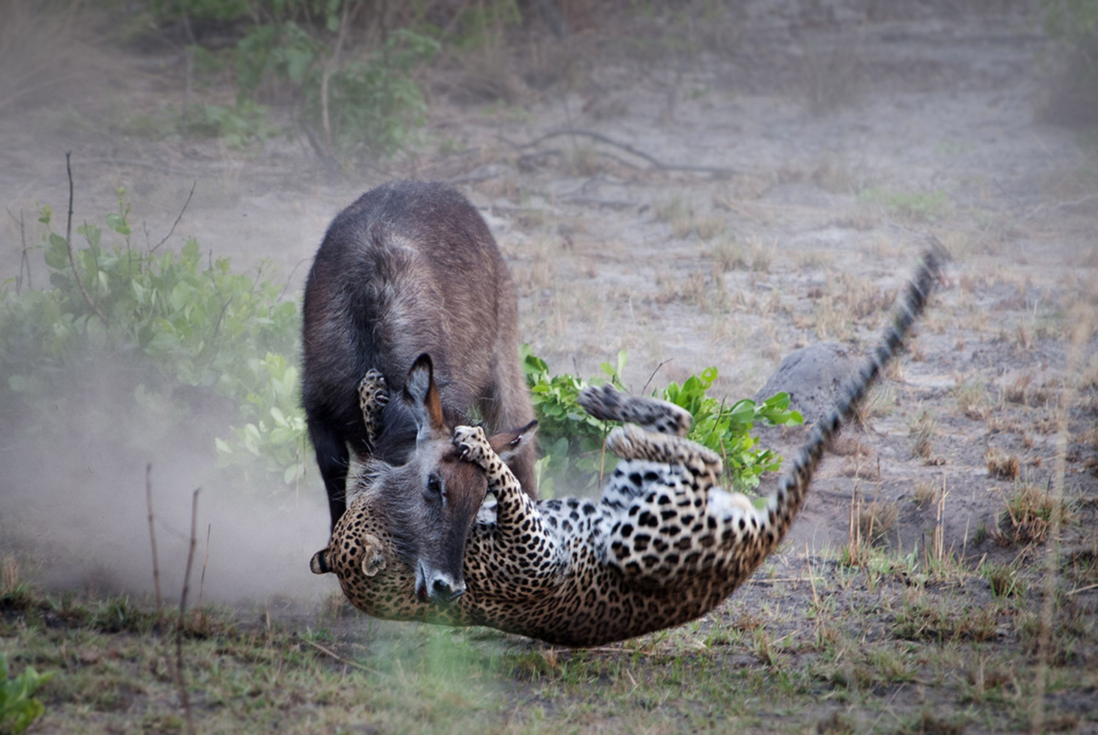 Nanzhila Plains Camp Nanzhila Plains Camp: Leopard Kill