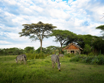 Ndutu Safari Lodge: Zebras nahe dem Camp
