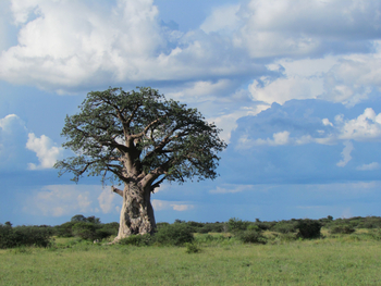 Nxai Pan Camp: Grünender Baobab