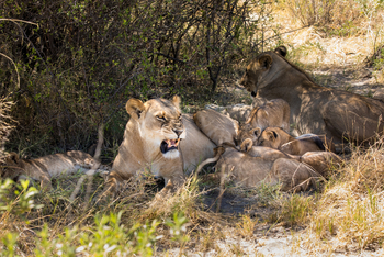 Okavango Explorers Camp Okavango Explorers Camp: Löwin mit Jungtieren