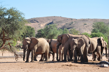 Okutala Lodge: Elefanten