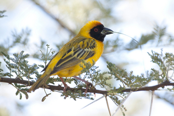 Old Traders Lodge: Southern Masked Weaver
