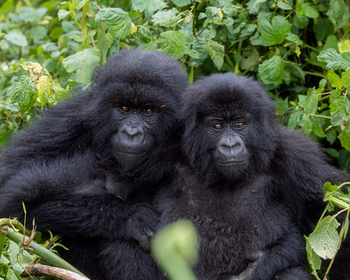 One and Only Gorilla's Nest: Zwei Gorillas
