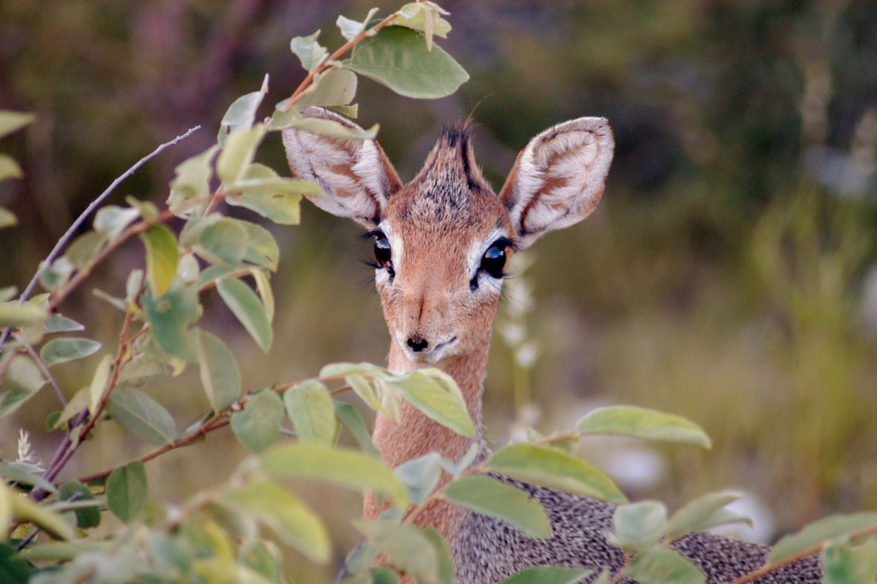 Onguma Reserve