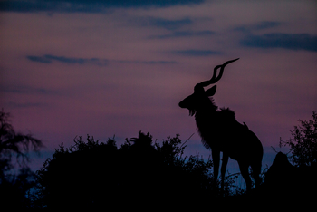 Selinda Camp: Kudu-Silhouette