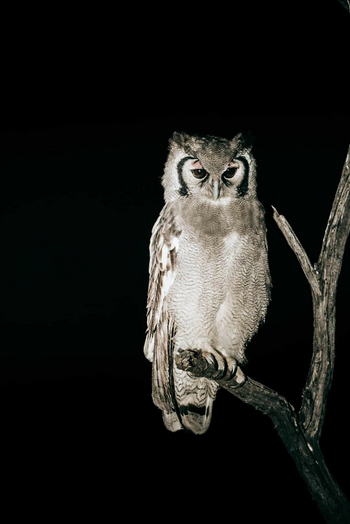 Simbambili Game Lodge: Milchuhu