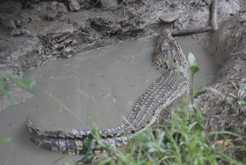 Sunderban Tiger Camp: Salzwasserkrokodil