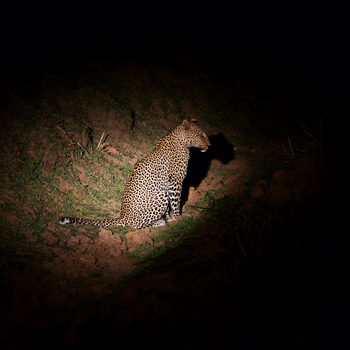 Sungani Lodge Sungani Lodge: Leopard bei Nacht