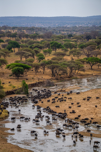Tarangire Safari Lodge: Büffel im FLussbett