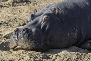Thornybush Game Lodge: Nilpferd