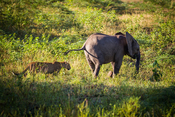 Time + Tide South Luangwa Time + Tide South Luangwa: Elefant und Leopard