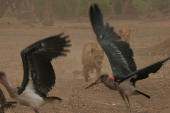 Vundu Camp Vundu Camp: Löwen und Marabus