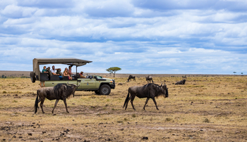 Basecamp Masai Mara: Gnus vor Safari Auto