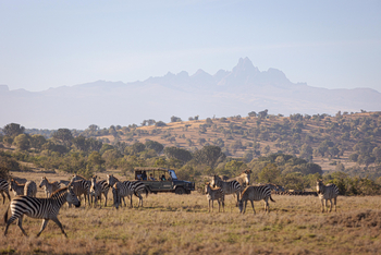 Borana Lodge Borana Lodge: Zebragruppe vor Safari Auto