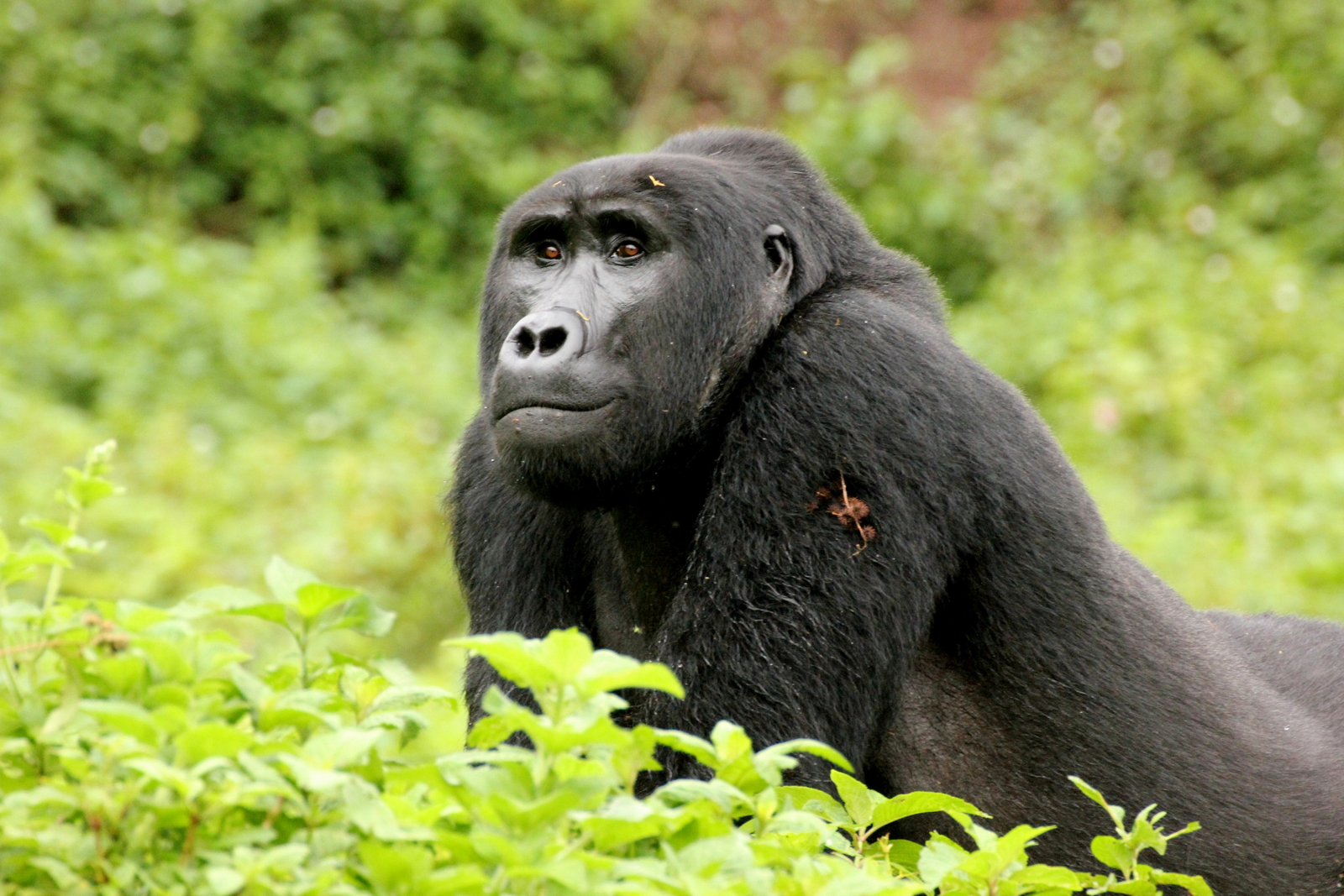 Buhoma Lodge Buhoma Lodge: Junger Gorilla