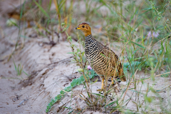Davison's Camp: Frankolin seitlich