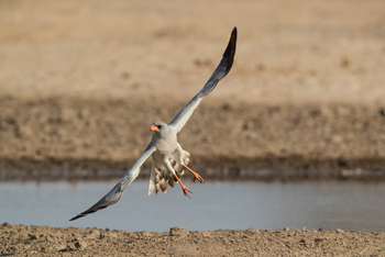 Dinaka Lodge: Pale Chanting Goshawk