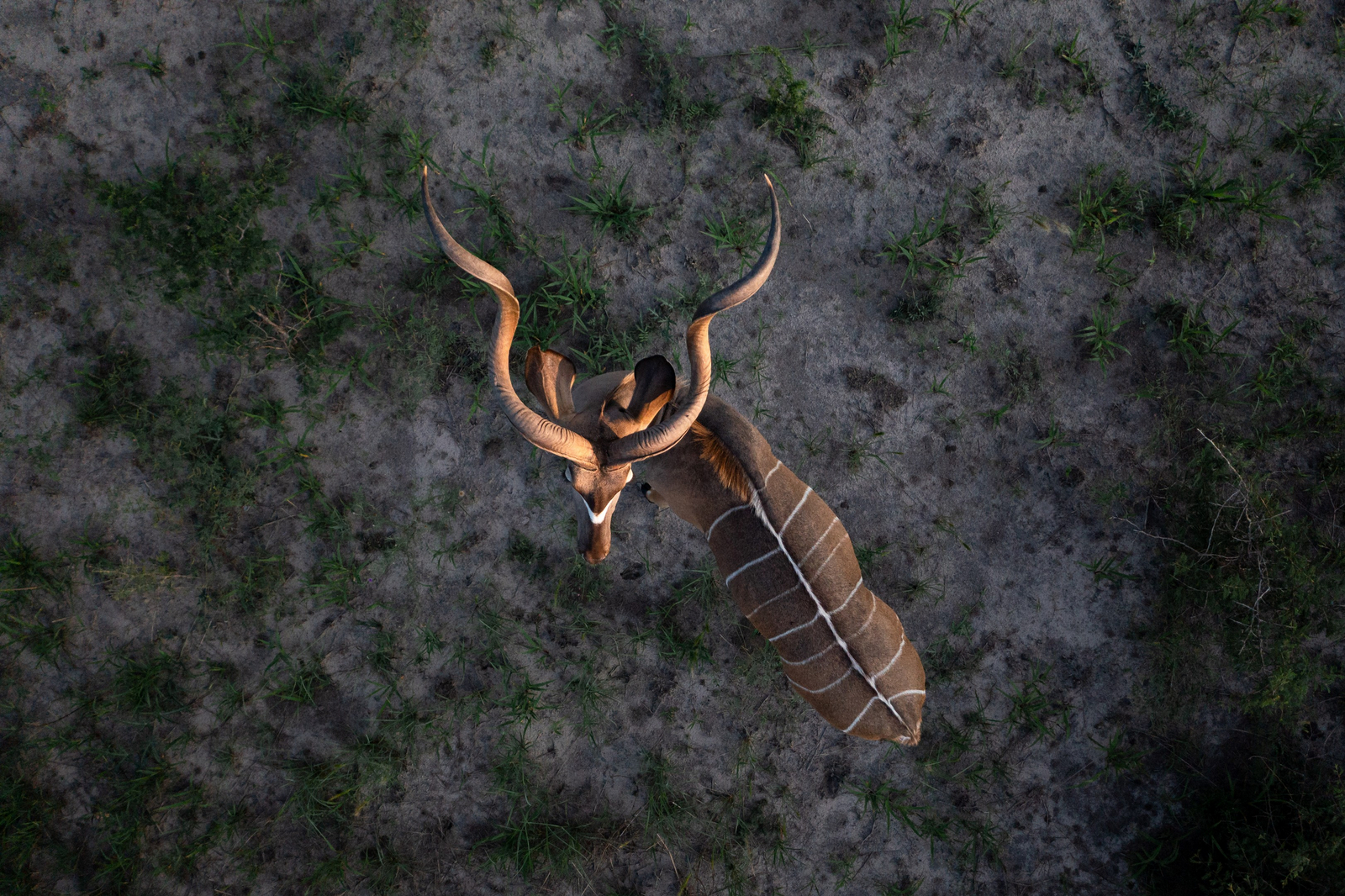 Gham Dhao Lodge Gham Dhao Lodge: Kudu-Bock