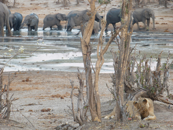 Ghoha Hills Savuti Lodge Ghoha Hills Savuti Lodge: Löwe und Elefanten