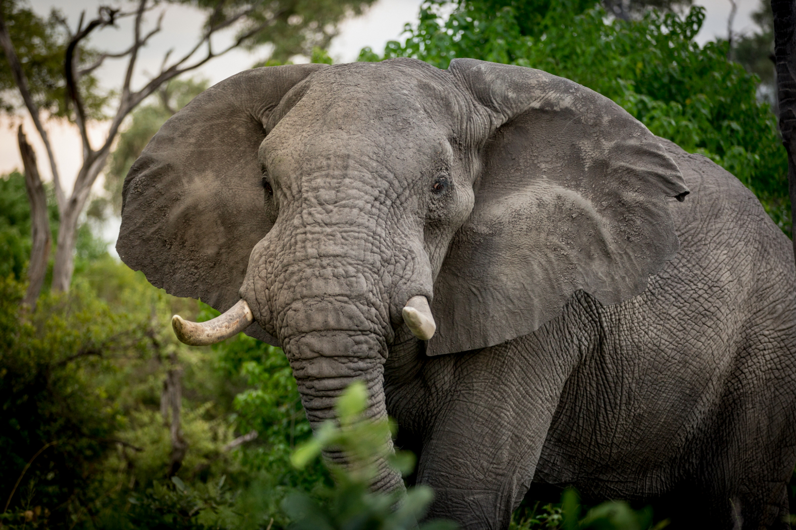 Gomoti Plains Camp Gomoti Plains Camp: Tiere und Landschaft